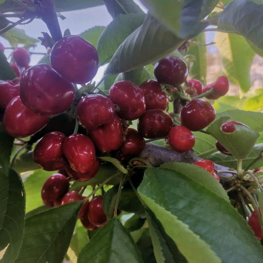 🍒小樱桃🍒