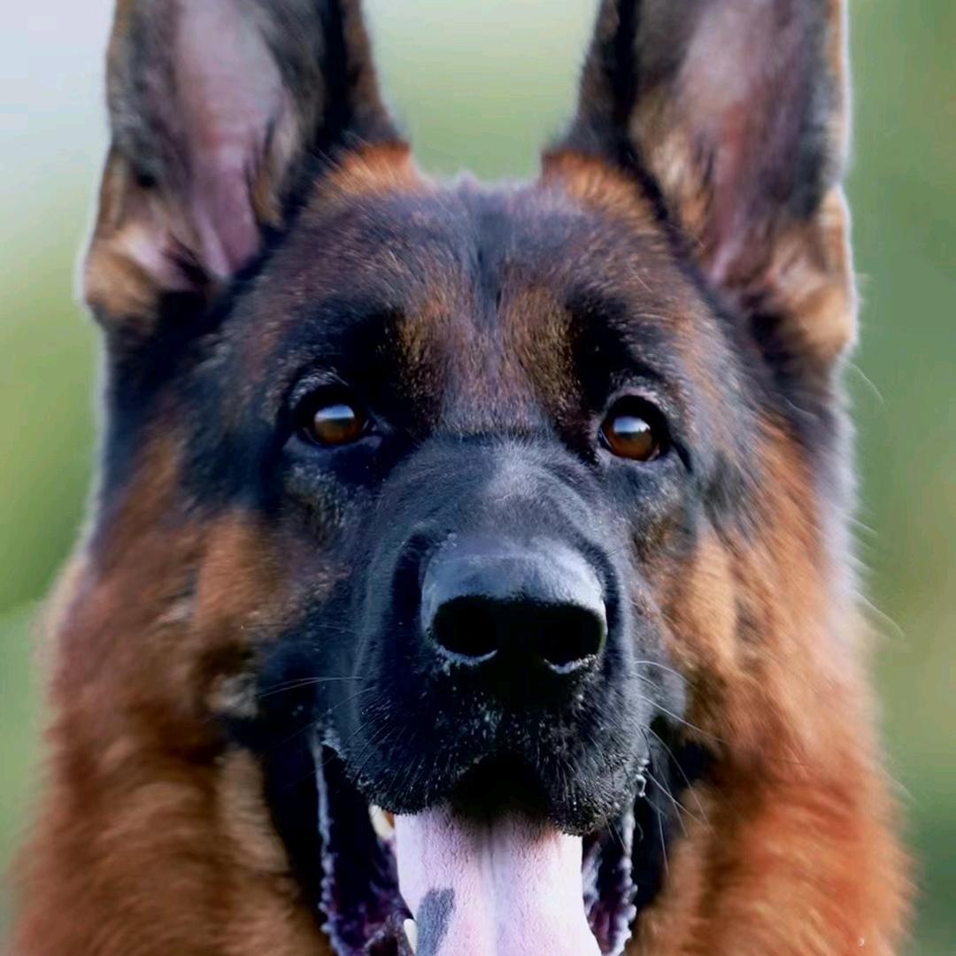 CSV德天下犬舍，小陈