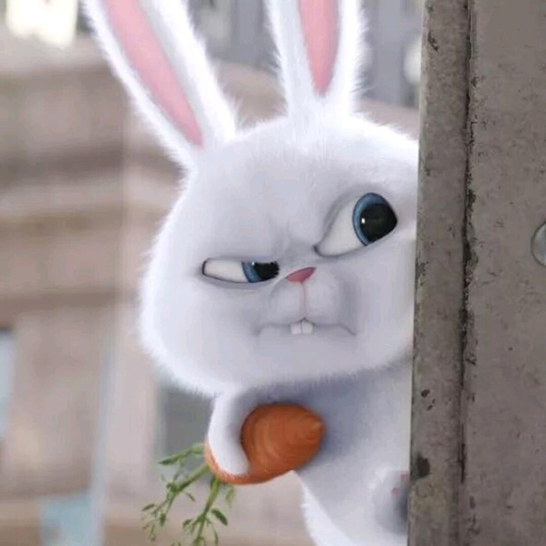 草莓🍓草莓🍓