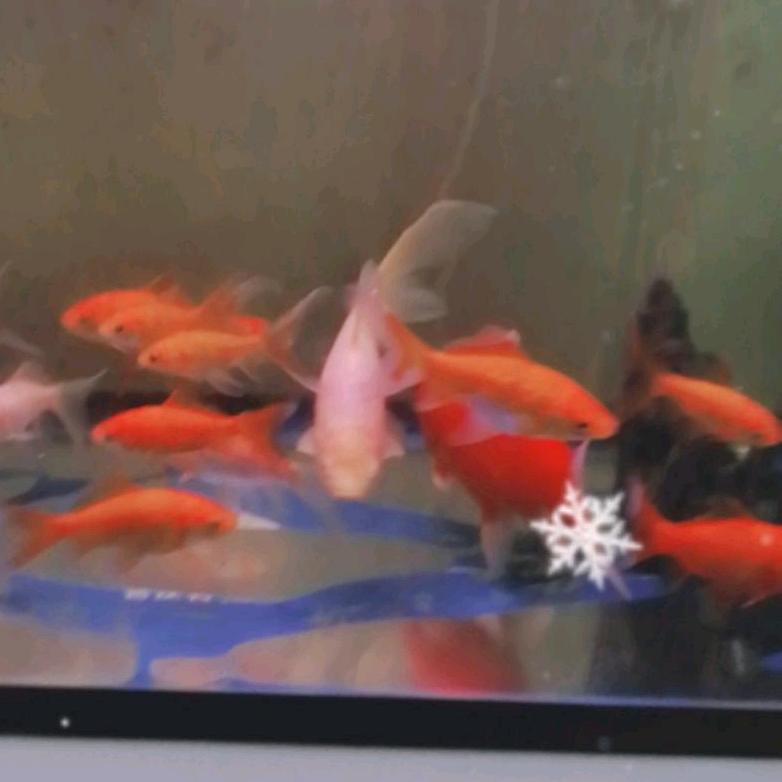 梦想放飞