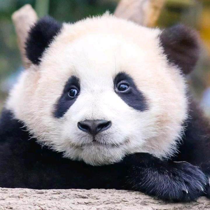 福宝公主