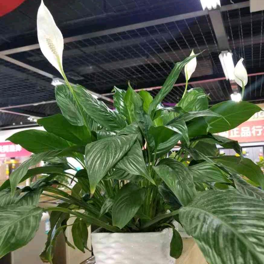 杨玲