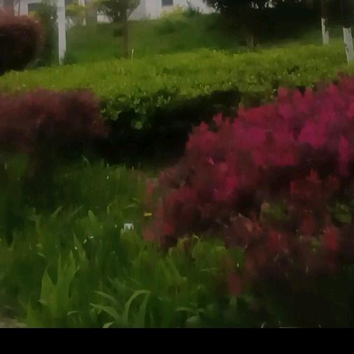 我是我🌸🌸