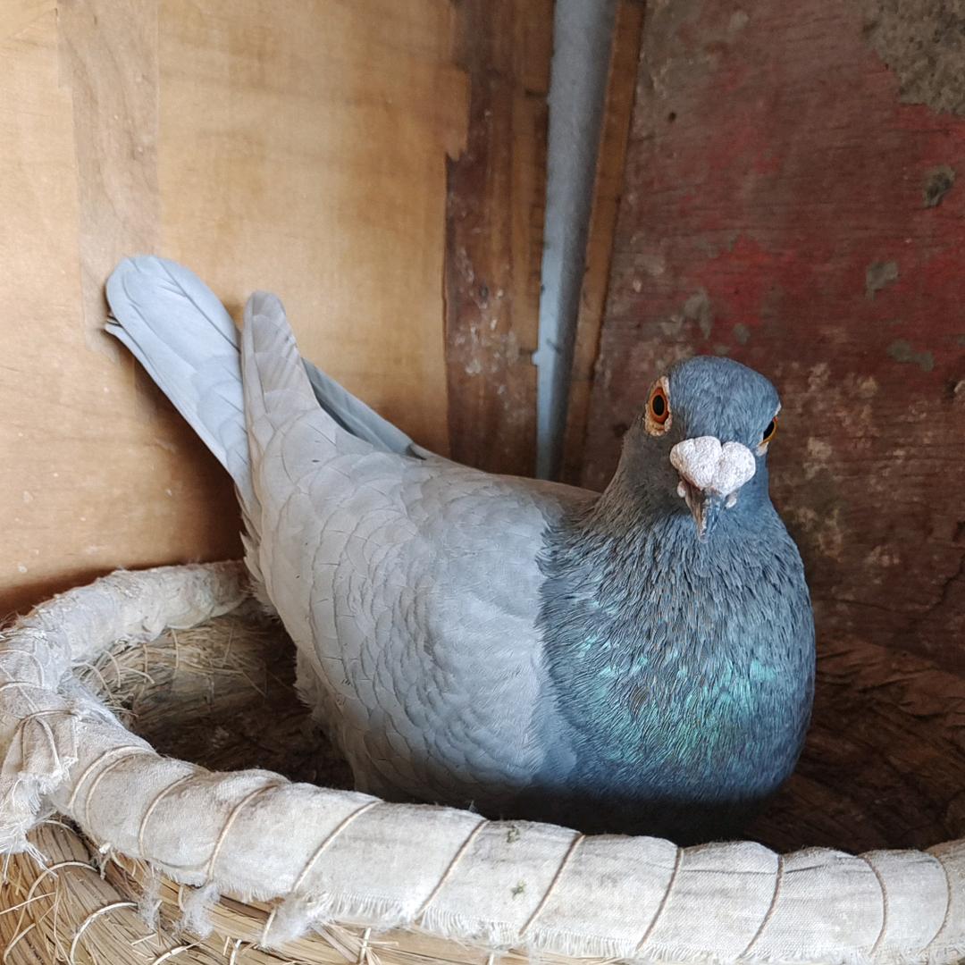 高飞。彩鸽