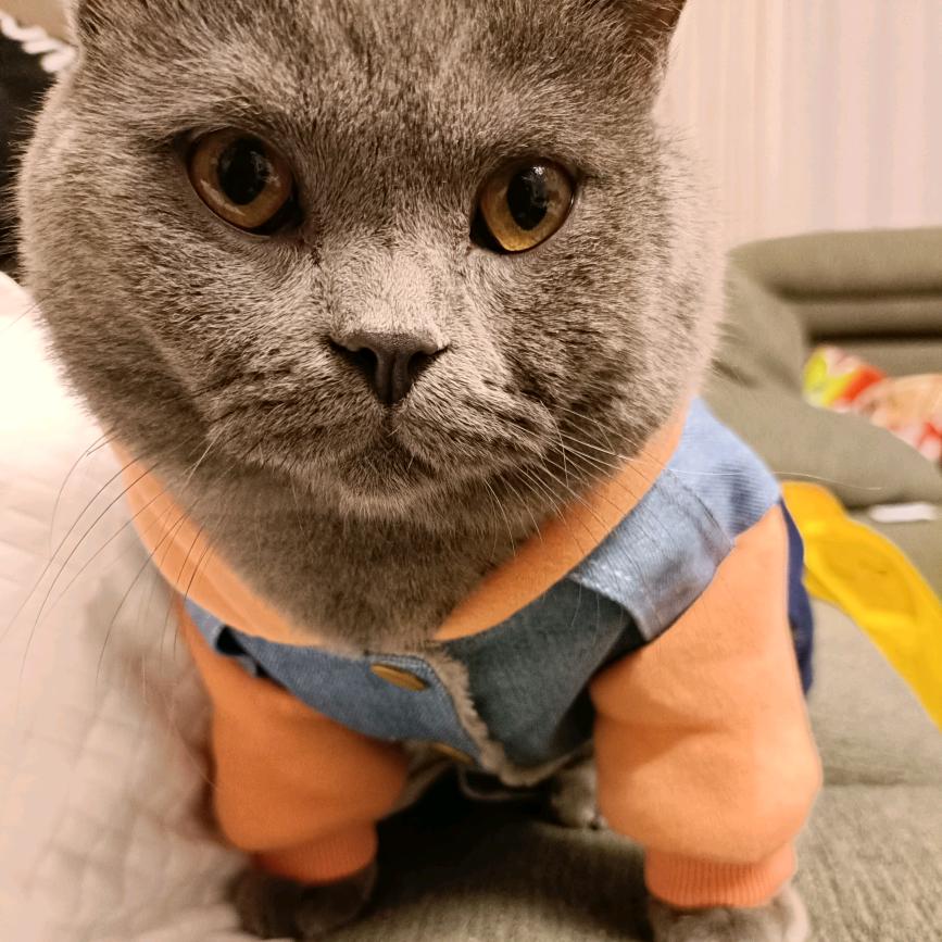 懒癌症患者