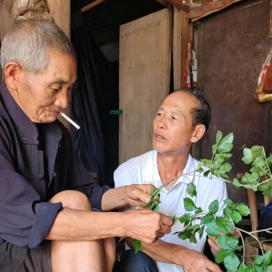 苗医  张师傅