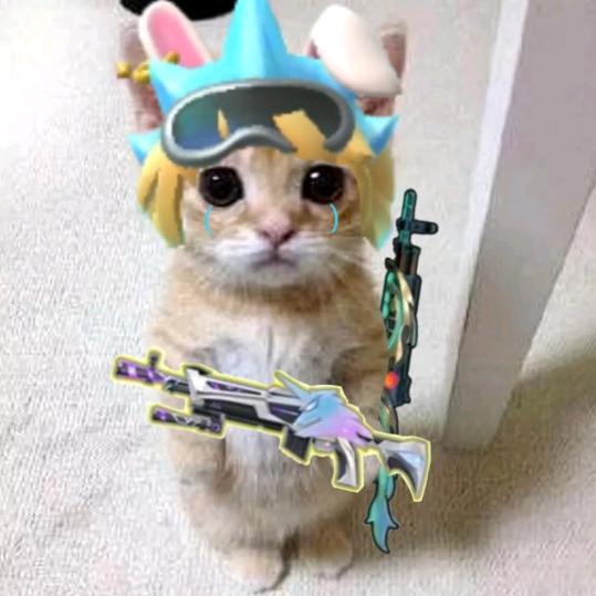 笨猪