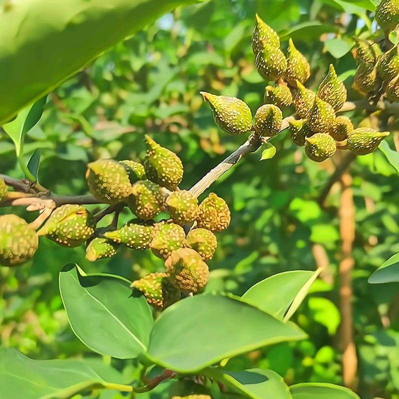 绿润苗木基地
