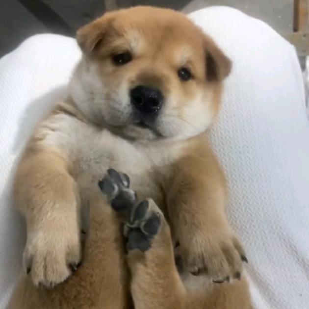 一只可爱的田园犬