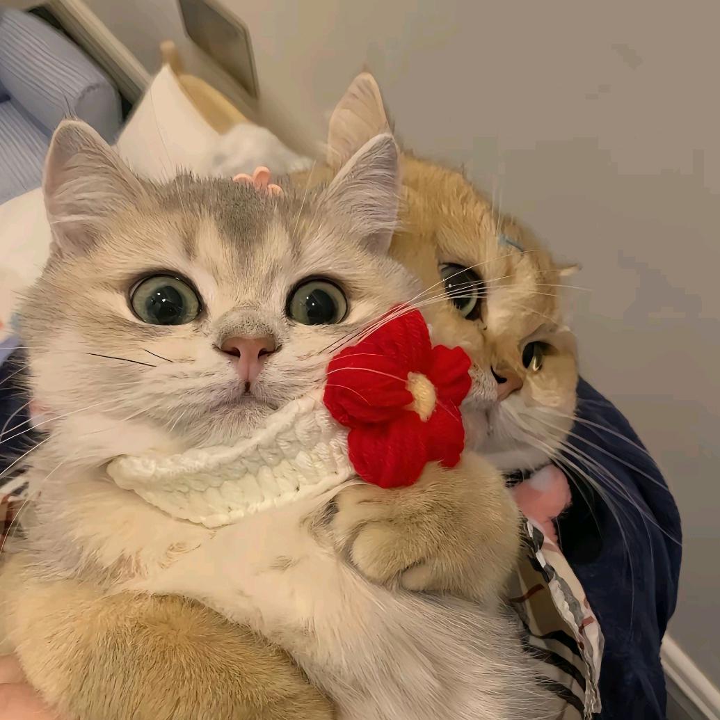 贝贝...