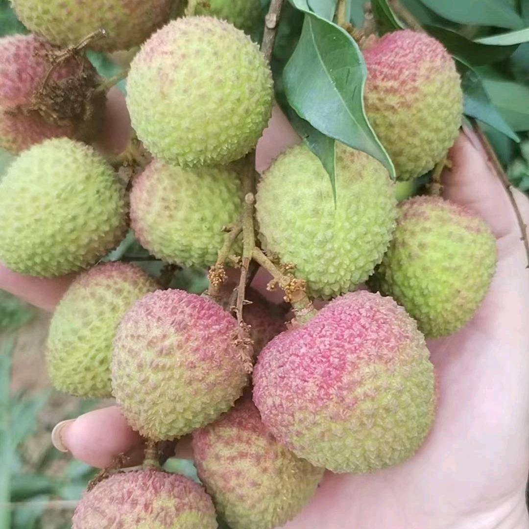 思念