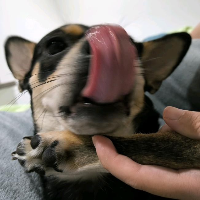呜呜小狗