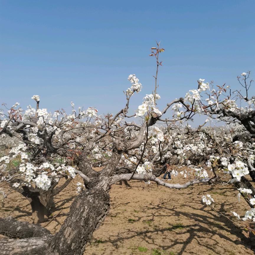 睢县家尔美家政美缝