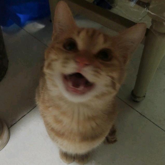 瓜子神奇