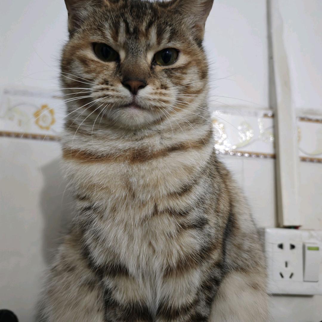 慕慕