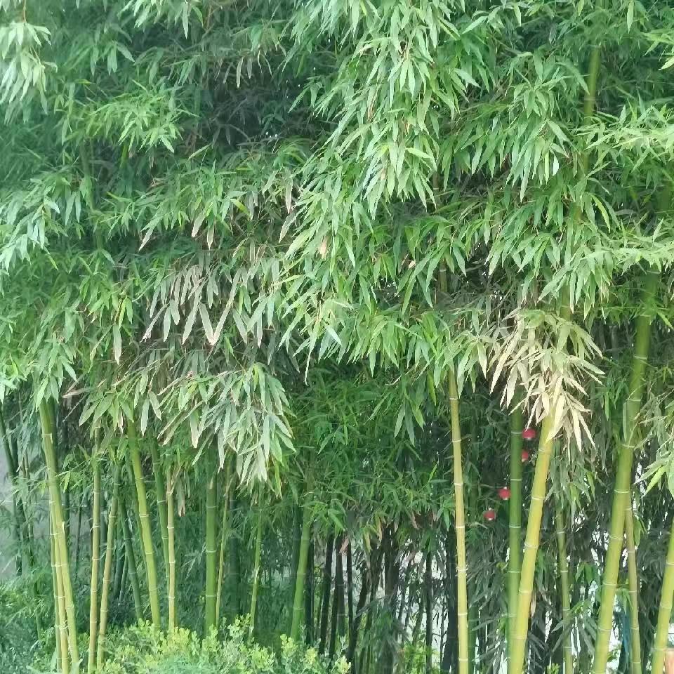 鱼🐠得水