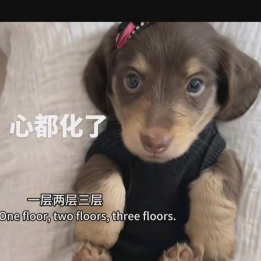 猫哥，帮宠物回家