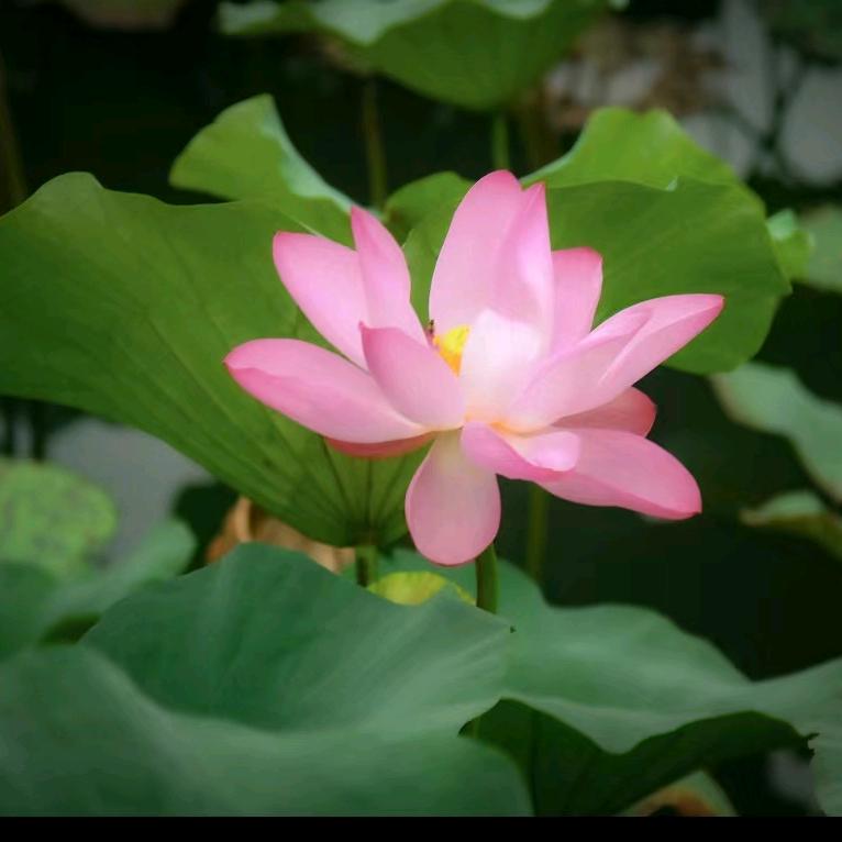 莲花为水，水生财