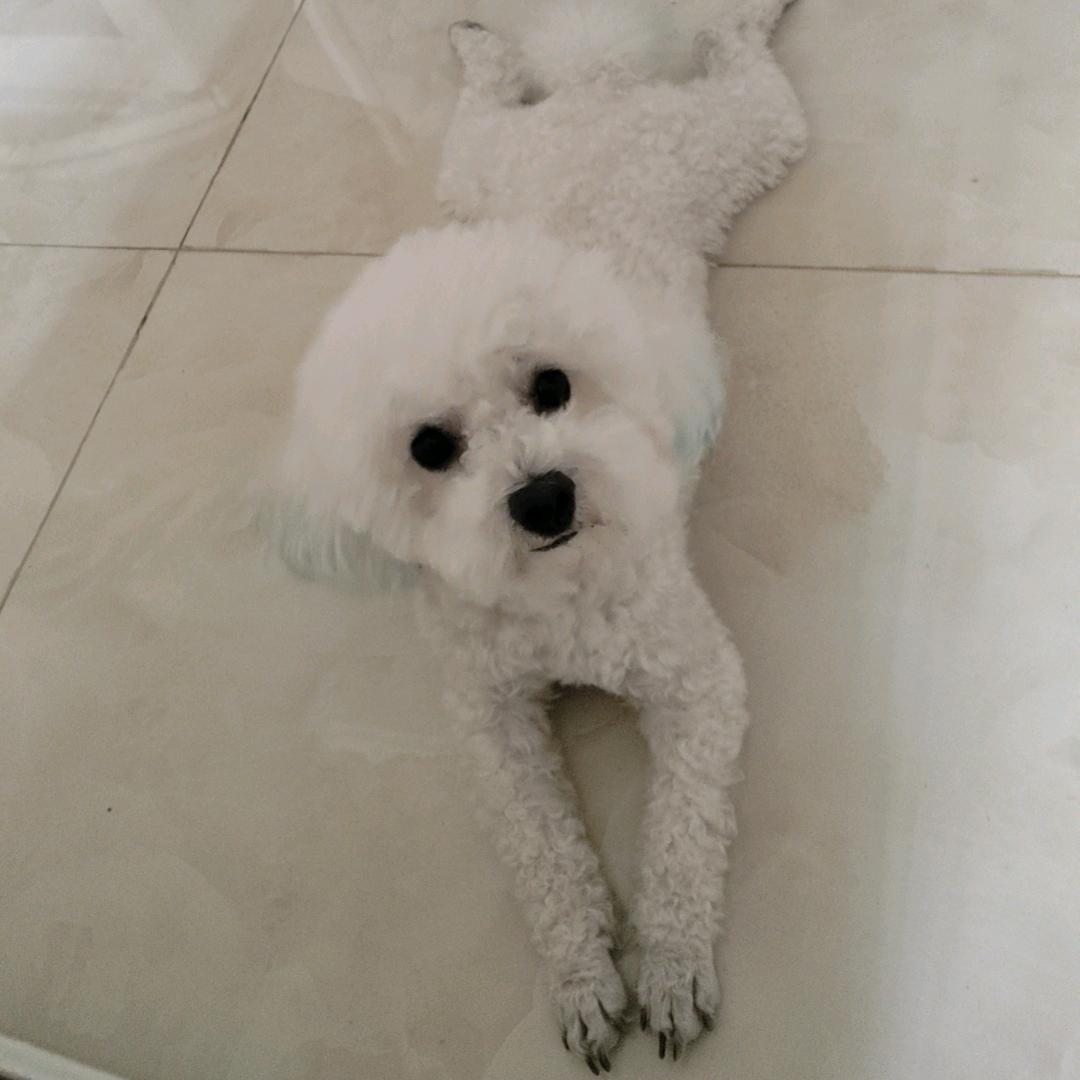 奶糖是一只小贵宾