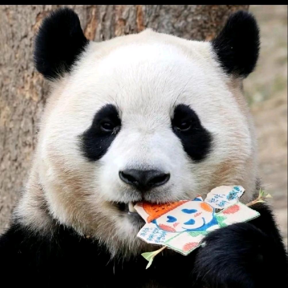 爱不释手的福猪猪