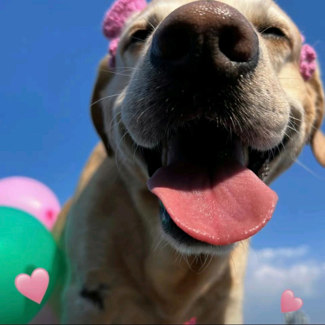 开飞机的舒克✈️