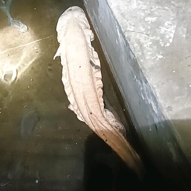 鲵好甲运来