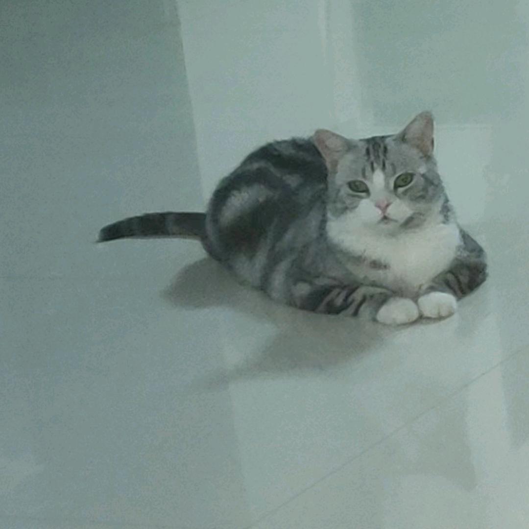 清风z（三角洲行动）