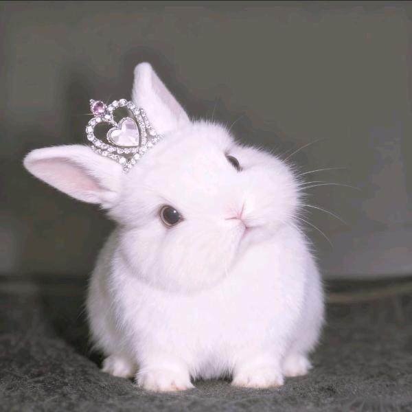 怎么可以吃兔兔🐰