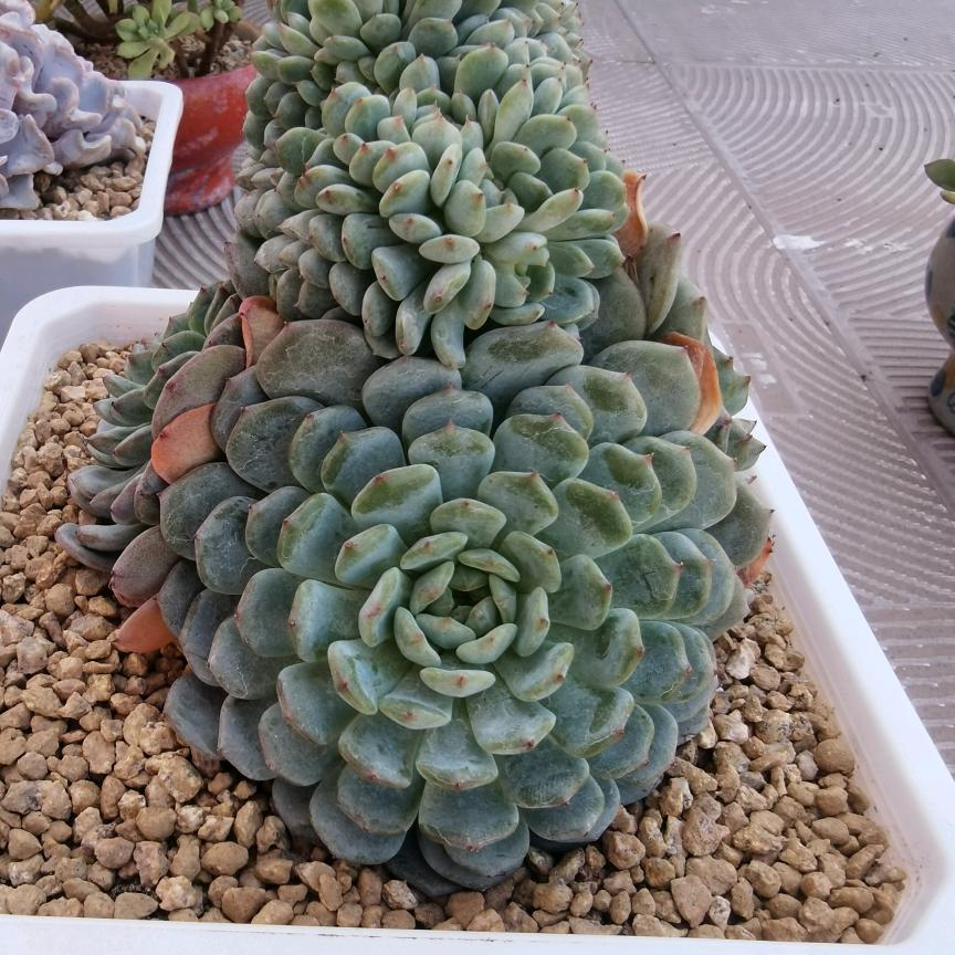晶姐爱花花
