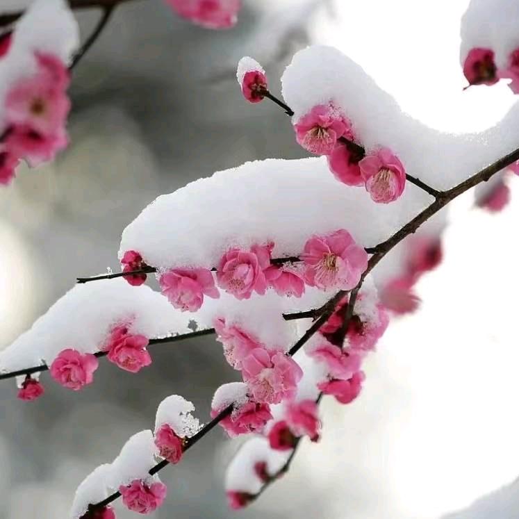 傲雪梅兰