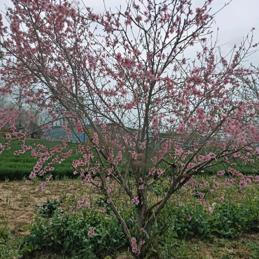 渴望