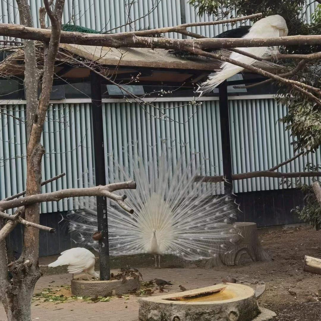 牛栏山二锅头