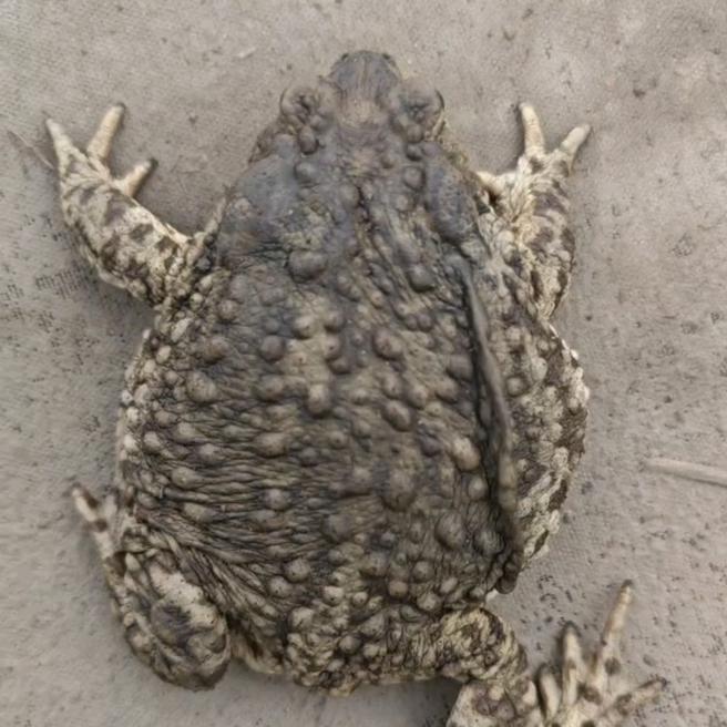 农民蟾蜍养殖基地