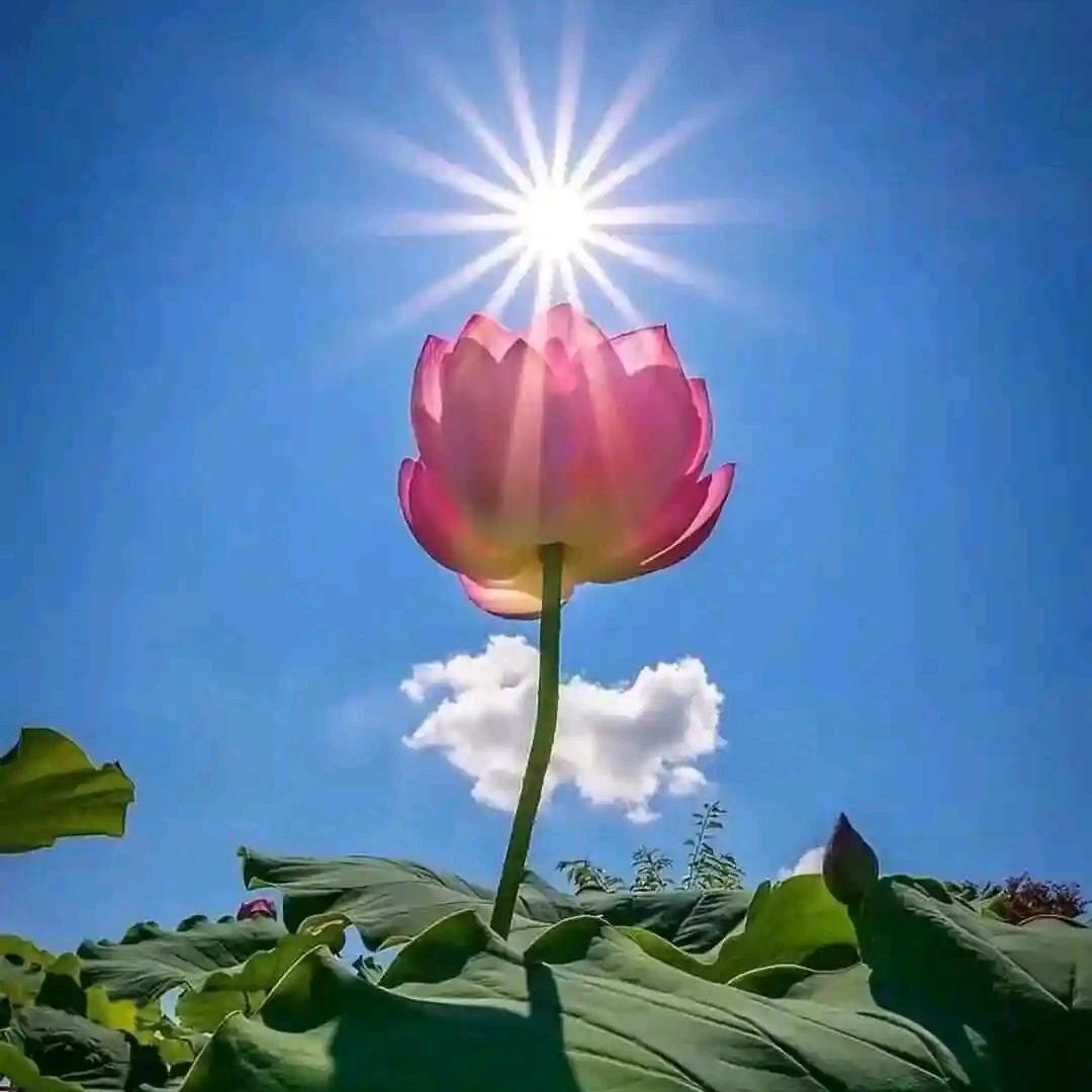 菩提愿