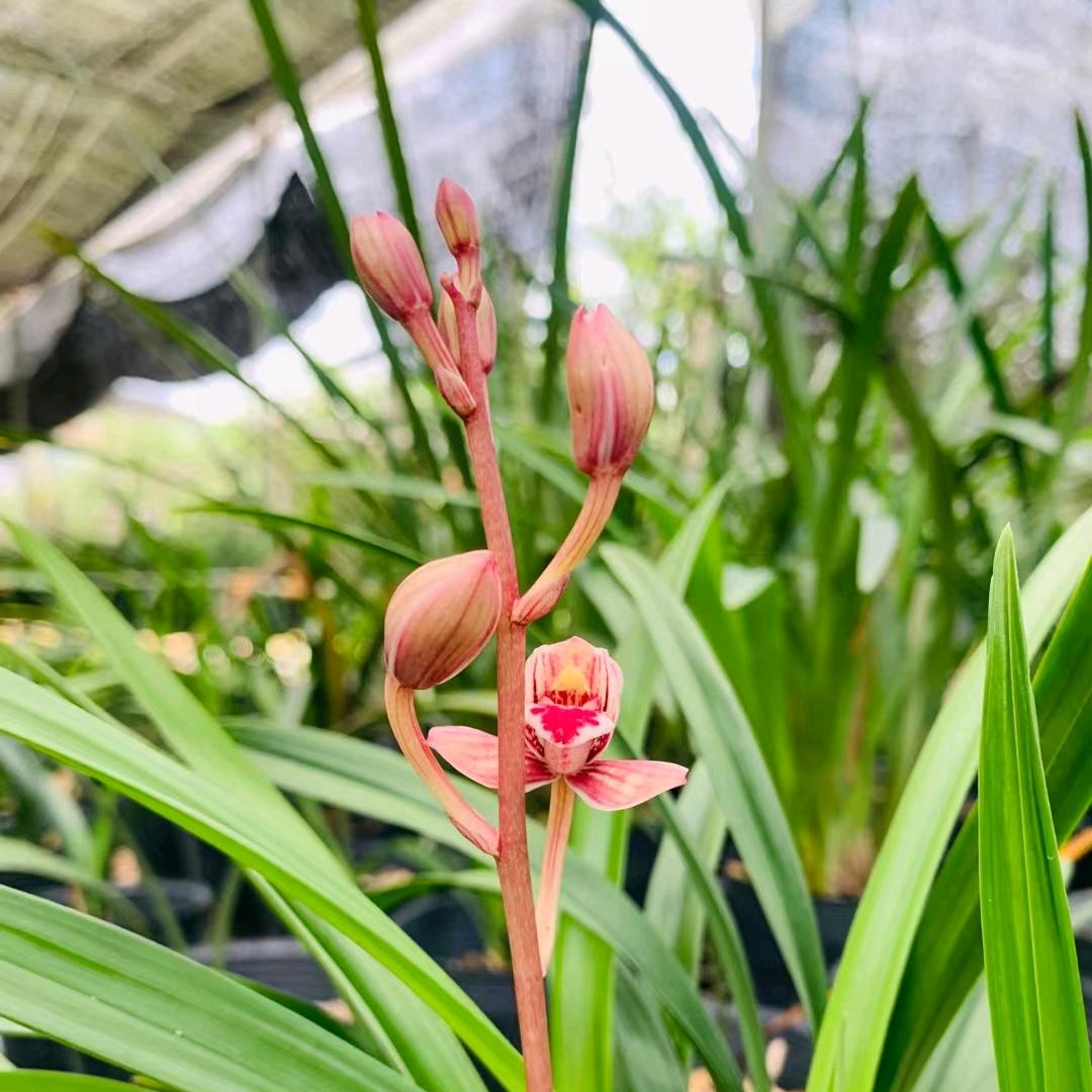 小陈皮糖（集语兰园）