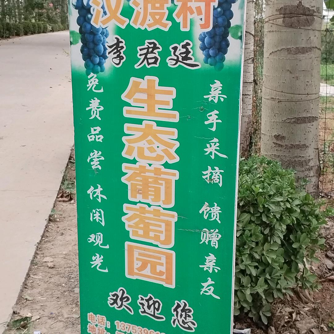 李君廷生态葡萄