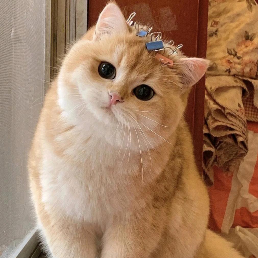 情侣战袍（橱窗惊喜不断）