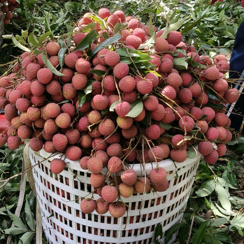 古树荔枝蔬果店