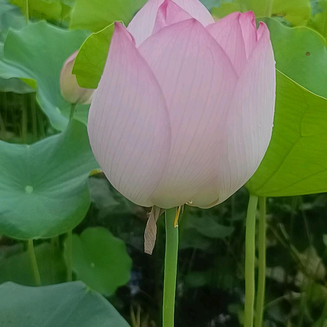 金善尽美