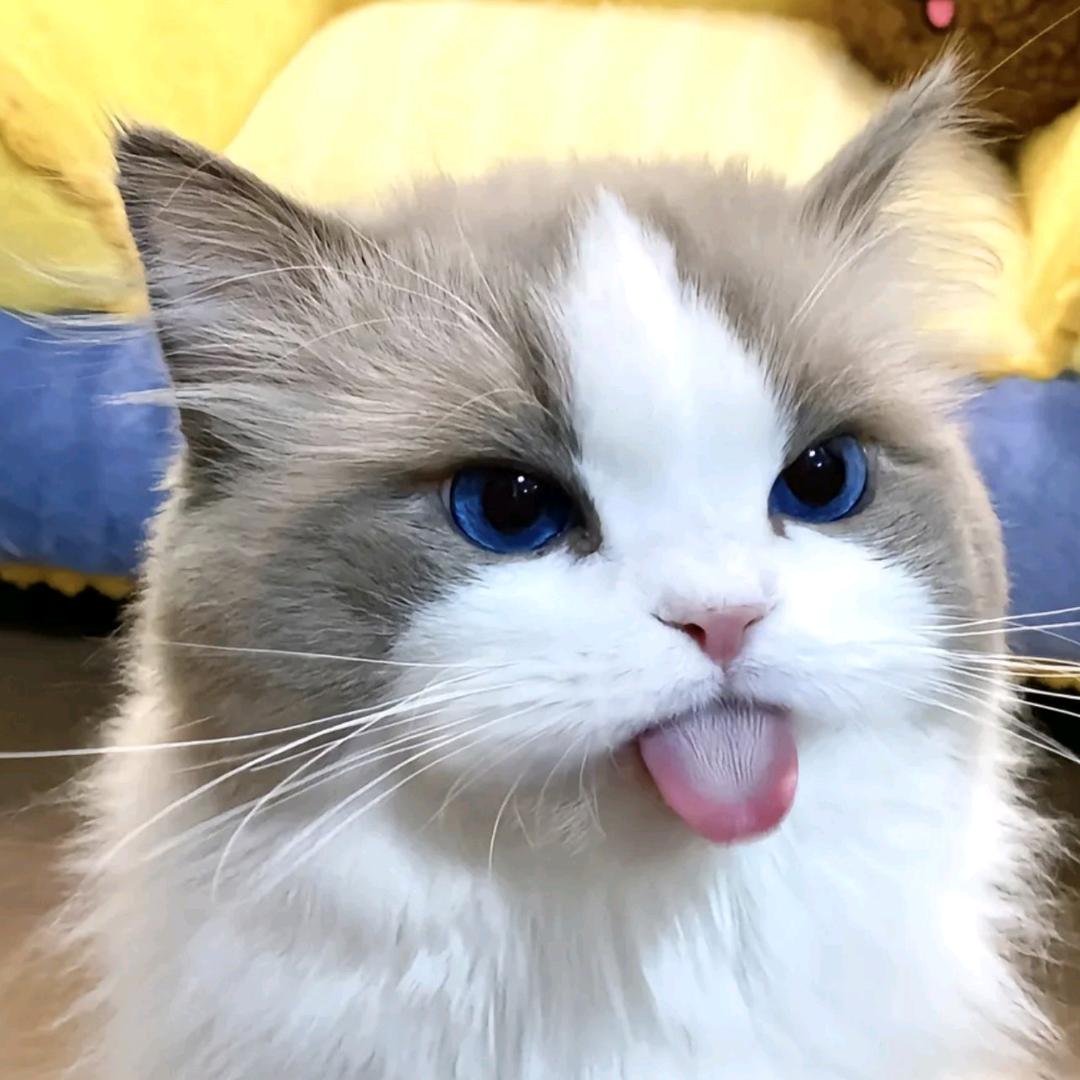 希望躺平的宅男