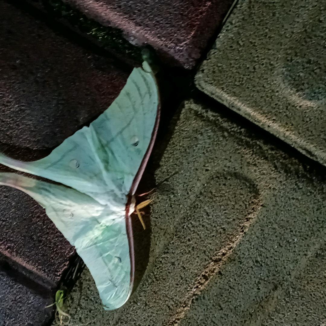 飞飞定定，