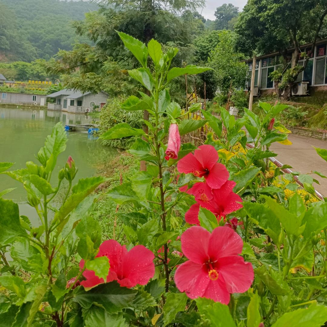 阿丽l