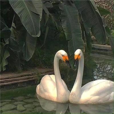 李先生 易经文化