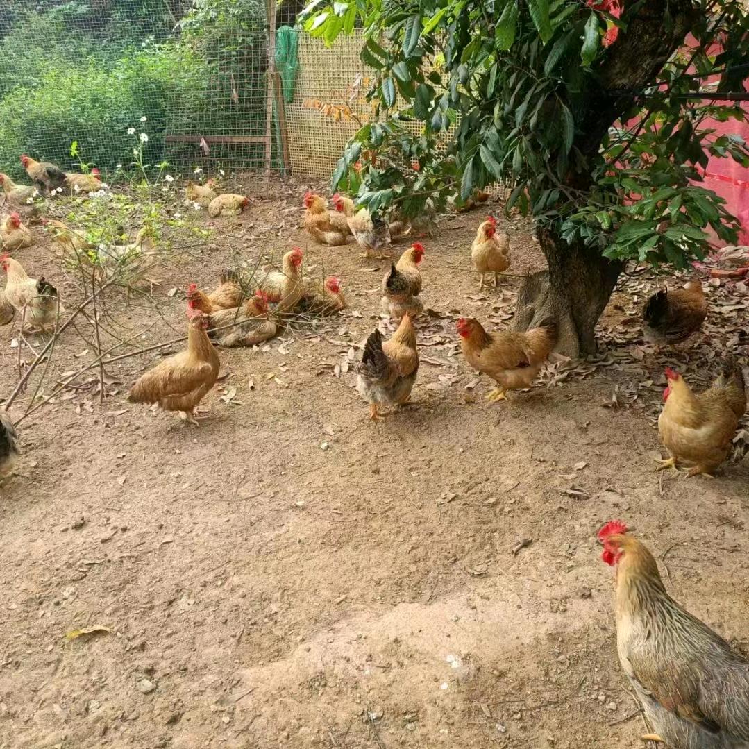 惠阳生态农场