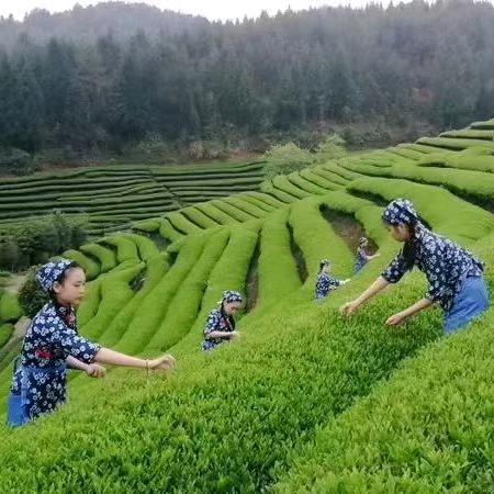 茶韵🍵
