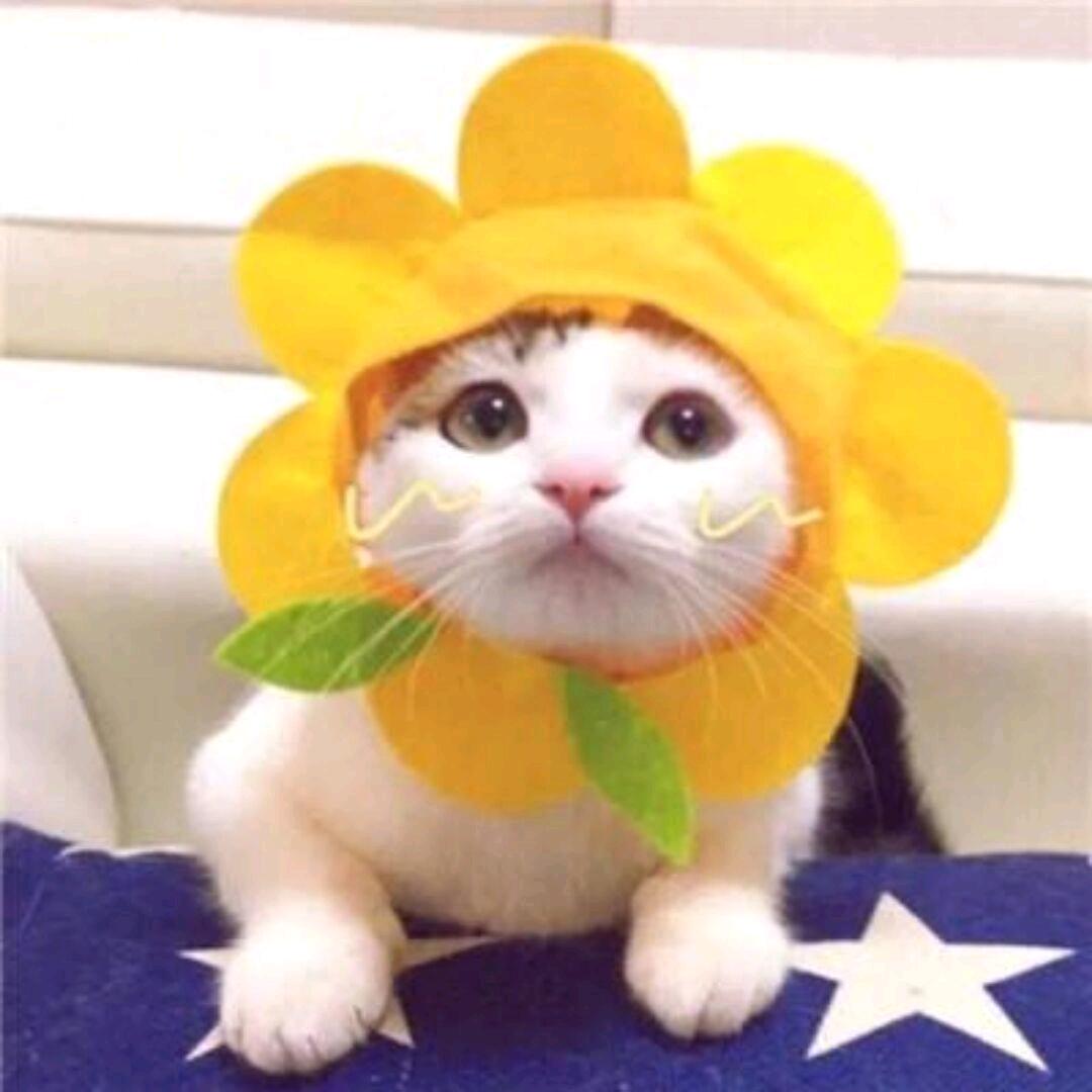澜澜