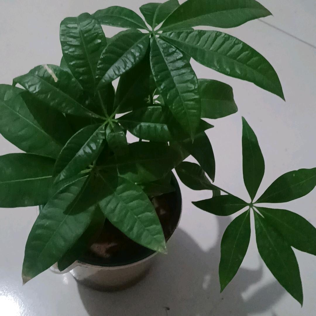 《蝶恋花》