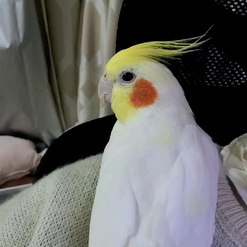 壮壮妈爱腹肌（出捏版）