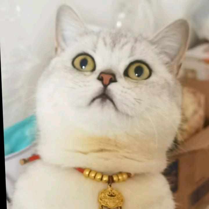 红红～拒觉私聊😺