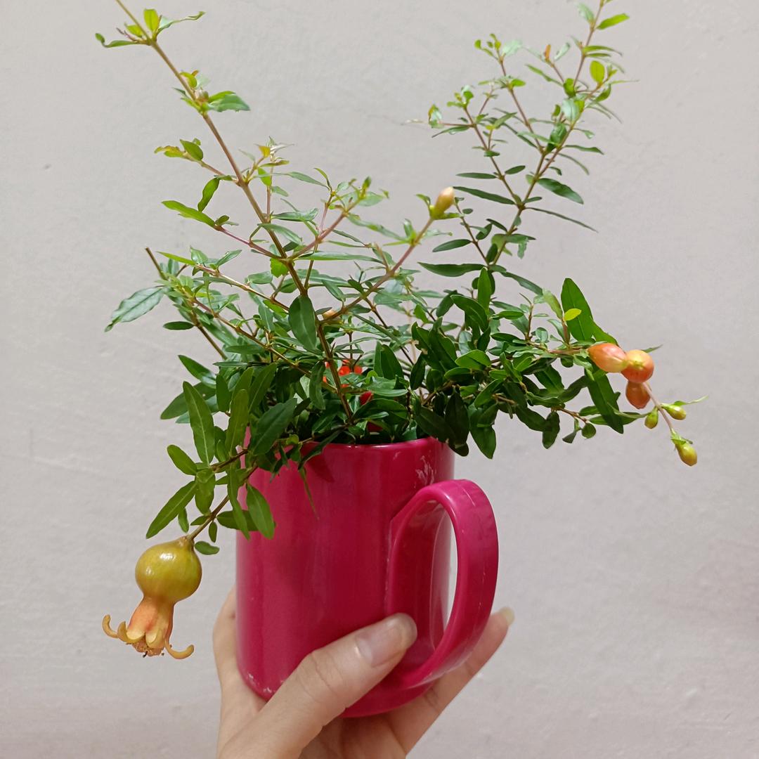 HUANG美食·冰糖烤梨·甜羹·甜品类